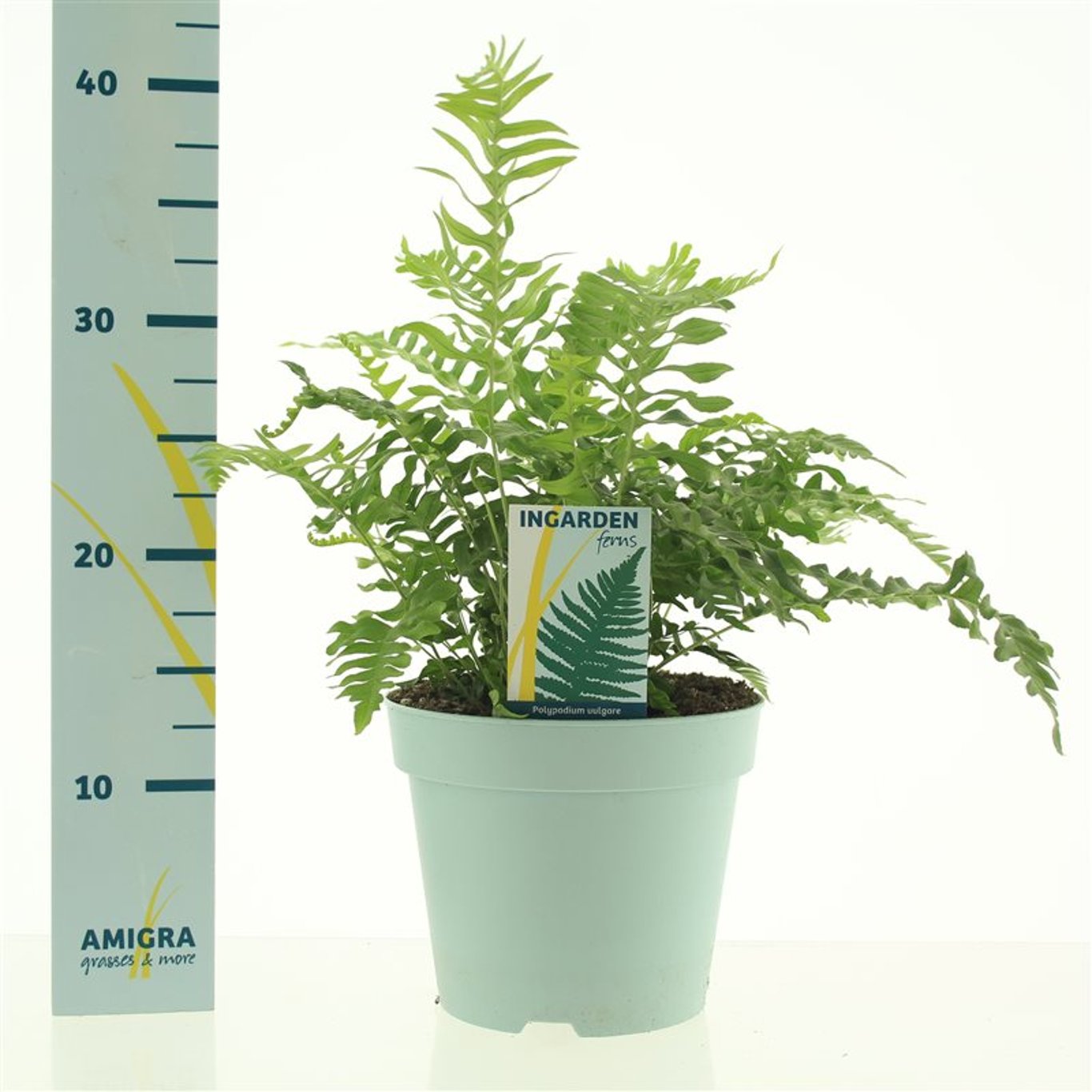 Stensöta – Polypodium vulgare - C2